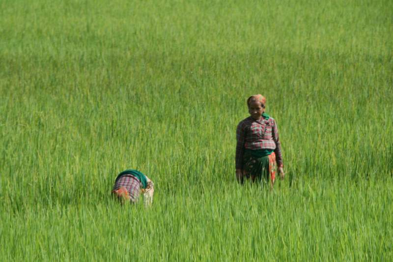 India & Nepal 2011 - 0507